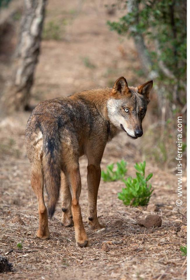 El cupo de Lobos que se podrán matar al Norte del Duero es de 138