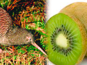 ¿qué kiwi?