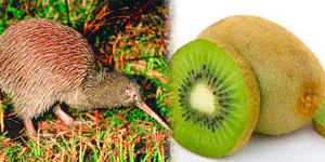 ¿QUÉ ES KIWI?