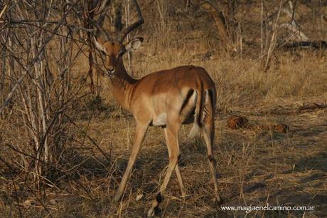 Un niño de 42 años