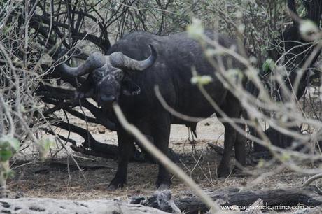 Un niño de 42 años