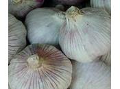 Ajo, planta curativa milenaria