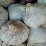 Ajo, planta curativa milenaria