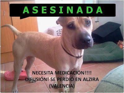 PERRITA ASESINADA EN ALZIRA. ENVIAD EMAIL DE QUEJA POR FAVOR!!!