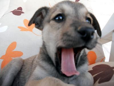 BAMBY Y OSA, TAMAÑO PEQUEÑO. PÁRRAGA (MURCIA)‏