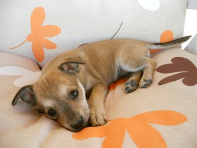 BAMBY Y OSA, TAMAÑO PEQUEÑO. PÁRRAGA (MURCIA)‏