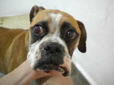 SANTO, bóxer abandonado en estado famélico y aterrorizado, busca hogar en el que recuperarse y ser feliz (Murcia)‏