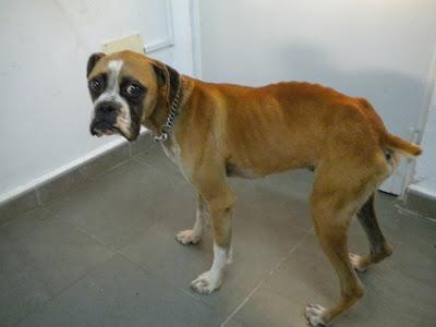 SANTO, bóxer abandonado en estado famélico y aterrorizado, busca hogar en el que recuperarse y ser feliz (Murcia)‏