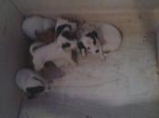 camada cachorros tirados campo saco. URGENTE!!