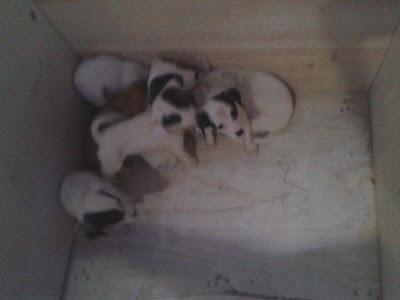 camada cachorros tirados a un campo en un saco. URGENTE!!