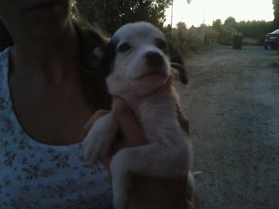 camada cachorros tirados a un campo en un saco. URGENTE!!