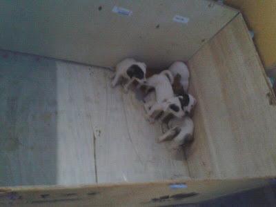 camada cachorros tirados a un campo en un saco. URGENTE!!