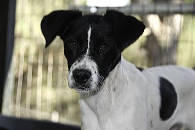 Sofia, LA DEVUELVEN - Arca Noé Córdoba‏