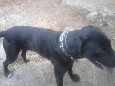 CRUCE DE LABRADORA joven y juguetona de ex cazador. La mata si no se hacen cargo‏