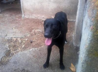 CRUCE DE LABRADORA joven y juguetona de ex cazador. La mata si no se hacen cargo‏