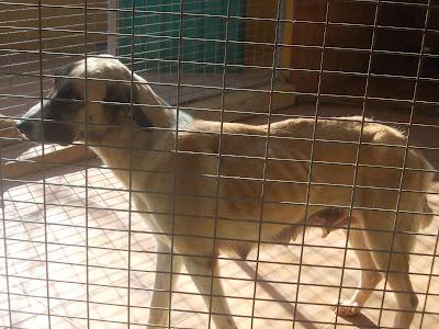 URGENTÍSIMO! ¿Cuanto tiempo más lograra sobrevivir en ese estado? AYUDA PARA ISLA. Málaga.