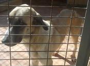 URGENTÍSIMO! ¿Cuanto tiempo lograra sobrevivir estado? AYUDA PARA ISLA. Málaga.