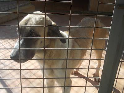 URGENTÍSIMO! ¿Cuanto tiempo más lograra sobrevivir en ese estado? AYUDA PARA ISLA. Málaga.