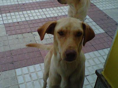 Perrito abandonado en la provincia de Huelva urgente, para evitar que se le lleve la perrera.