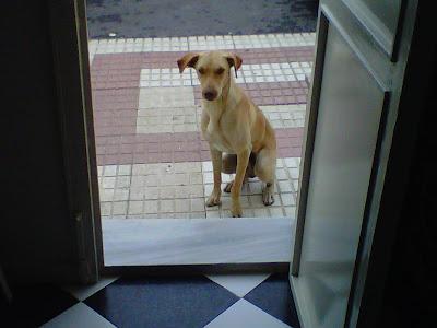 Perrito abandonado en la provincia de Huelva urgente, para evitar que se le lleve la perrera.