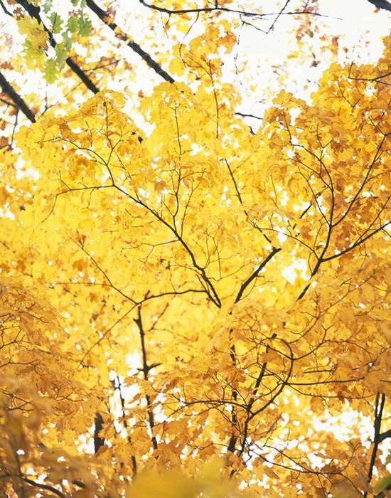 Inspírate: detalles de otoño