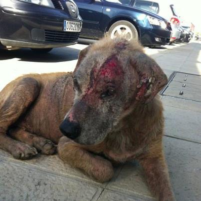 Foto: Nos llega el aviso de un caso que nos pone la piel de gallina. Advertimos que las imágenes son fuertes, pero no tenemos más remedio que mostrar la realidad.  Este pobre animal es RONNY, vive en la calle y no sabemos cuanto tiempo llevará así,  pero seguro que mucho, porque su escalofriante estado no se alcanza de un día para otro.  Habrán sido muchos los que hayan visto a Ronny en plena calle, y se hayan cruzado de acera para no pasar junto a él. Sin reparar en su dolor, agonía o sufrimiento.  Y de repente nos llegan estas fotos, que nos dejan asombrados de la dejadez humana, porque hasta hoy NADIE había dado aviso de su estado ¿cómo es esto posible?  Ahora necesitamos urgentemente ayuda para poder atender a Ronny. Necesitamos una casa de acogida donde pueda recuperase, necesitamos difusión de su caso,  y sobretodo necesitamos ayuda económica porque NO PODEMOS MÁS.  No sabemos con certeza qué tiene ni qué tratamiento necesitará. Sólo que es urgente ayudarlo y no podemos hacerlo sin vosotros.  elarcadenoecordoba@gmail.com   Arca Noe Cordoba  BBK CAJASUR: 0237 0197 10 9156197772 LA CAIXA: 2100 3745 96 2200047206 CONCEPTO: AYUDA RONNY