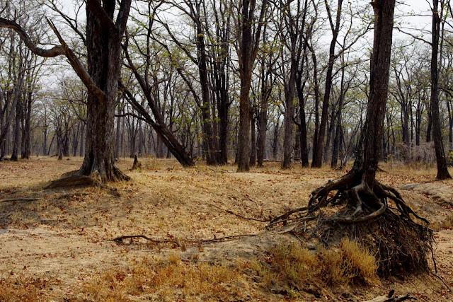 El valle de Luangwa, comencemos desde el Norte