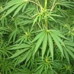 cannabis Varapalo a los colectivos de cannabis