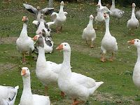 PROHIBIDO EL PATÉ DE OCA