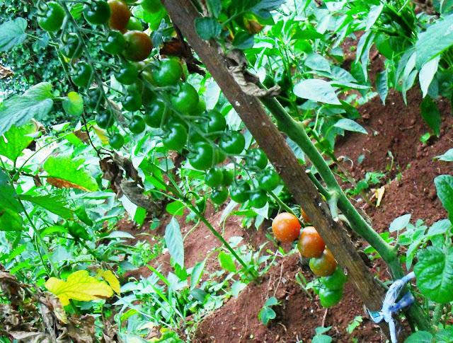 PRODUCTOS DE LA HUERTA......(Tomates).-