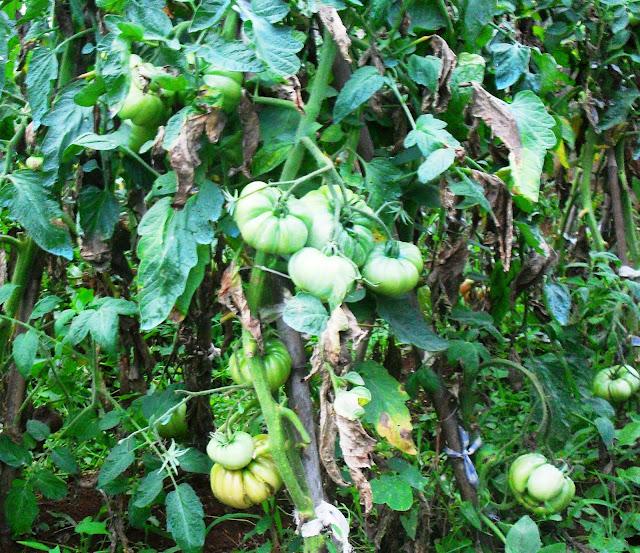 PRODUCTOS DE LA HUERTA......(Tomates).-