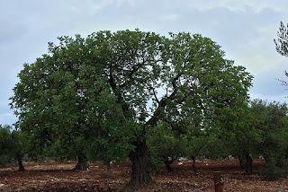 El “carrubo” o algarrobo (Ceratonia siliqua L.)