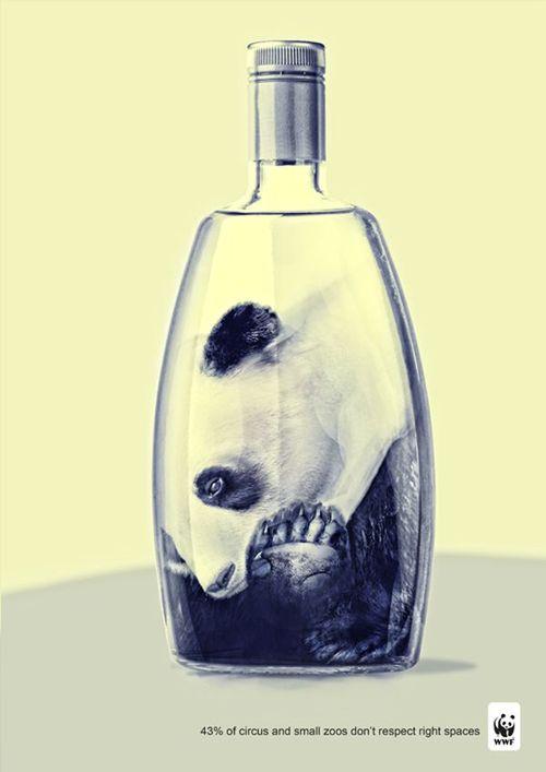 Ver el circo con otros ojos