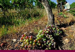 Cuvée des Volcans 2009, de Bodegas Saint Verny