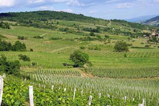 Cuvée des Volcans 2009, de Bodegas Saint Verny