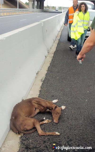 El Galgo sin nombre.