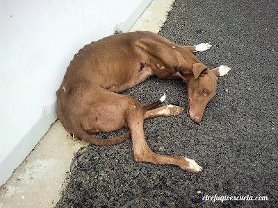El Galgo sin nombre.
