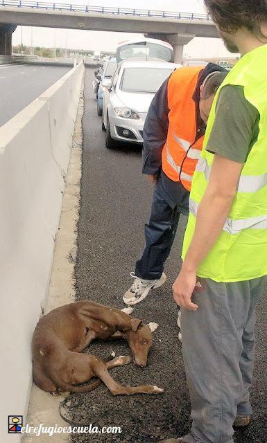 El Galgo sin nombre.