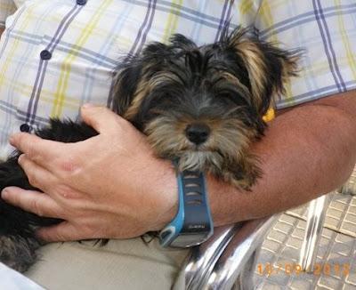 SuperCoco, si no conseguimos operarlo urgente, morira‏.