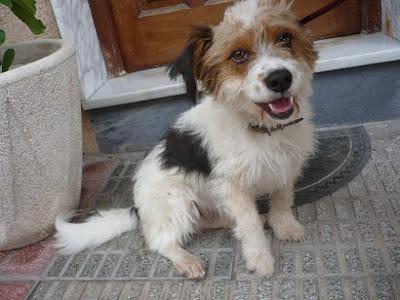 KOBY, PERRITO de nuevo en ADOPCIÓN!! Precioso y encantador. (Ciudad Real)