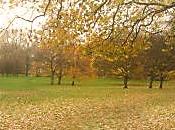 Bodas Otoño