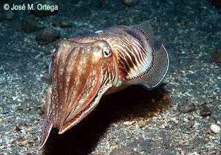 ARROZ NEGRO CON CHOCOS