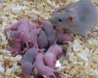 Nacen los primeros ratones sanos de óvulos procedentes de células madre