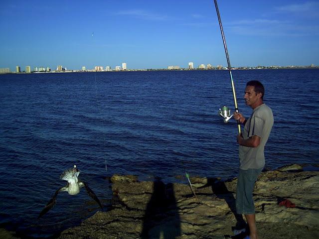 PESCANDO GAVIOTAS