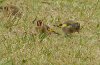 Fringílidos gregarios