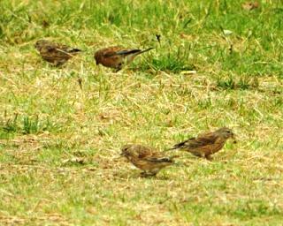 Fringílidos gregarios