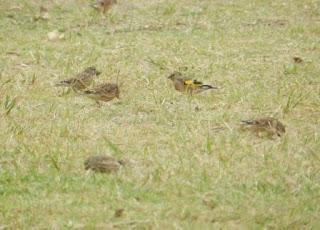 Fringílidos gregarios