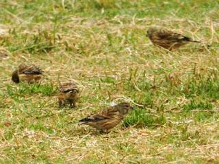 Fringílidos gregarios