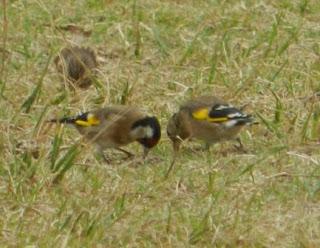 Fringílidos gregarios