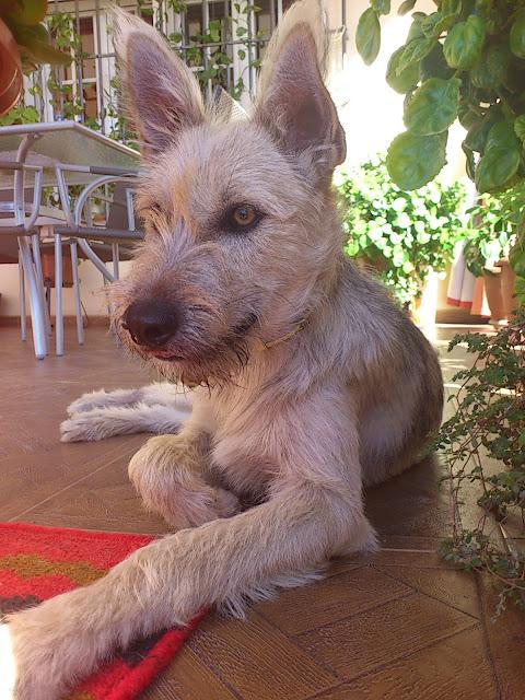 BETTY LA FEA. NADIE LA QUIERE PORQUE DICEN QUE ES FEA.